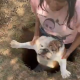 Sherman the Dog