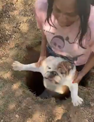 Sherman the Dog