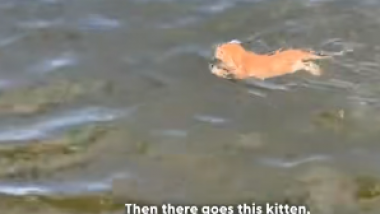 Swimming Kitten inspired by dogs