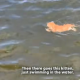 Swimming Kitten inspired by dogs