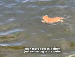 Swimming Kitten inspired by dogs
