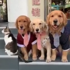 Dogs Posing for a Photo
