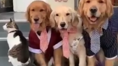 Dogs Posing for a Photo