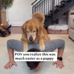 Exercising with dogs easier with puppies