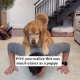 Exercising with dogs easier with puppies