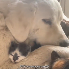 Dog and Kitten Love
