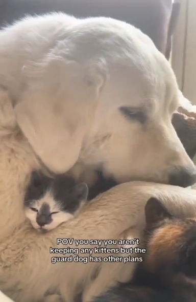 Dog and Kitten Love