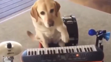 Musical Dog