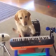 Musical Dog