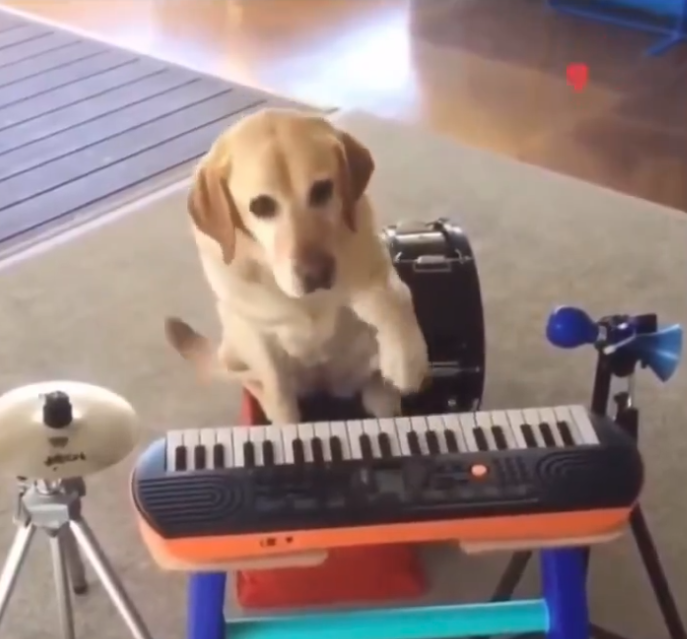 Musical Dog