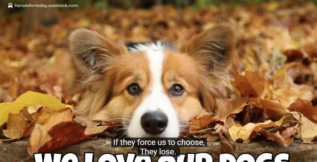 We Love Our Dogs country music song