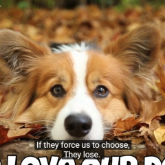 We Love Our Dogs country music song