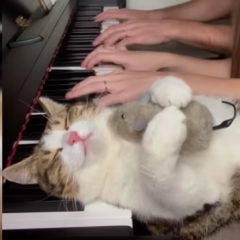This cat loves the piano