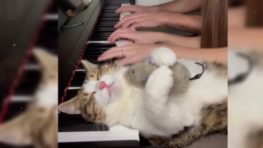 This cat loves the piano