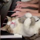 This cat loves the piano