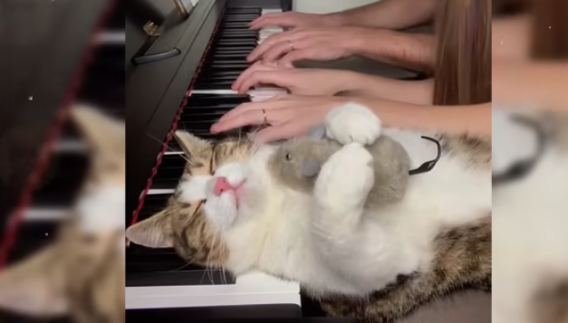 This cat loves the piano