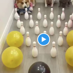 Some Dogs Live The Best Lives