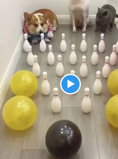 Some Dogs Live The Best Lives